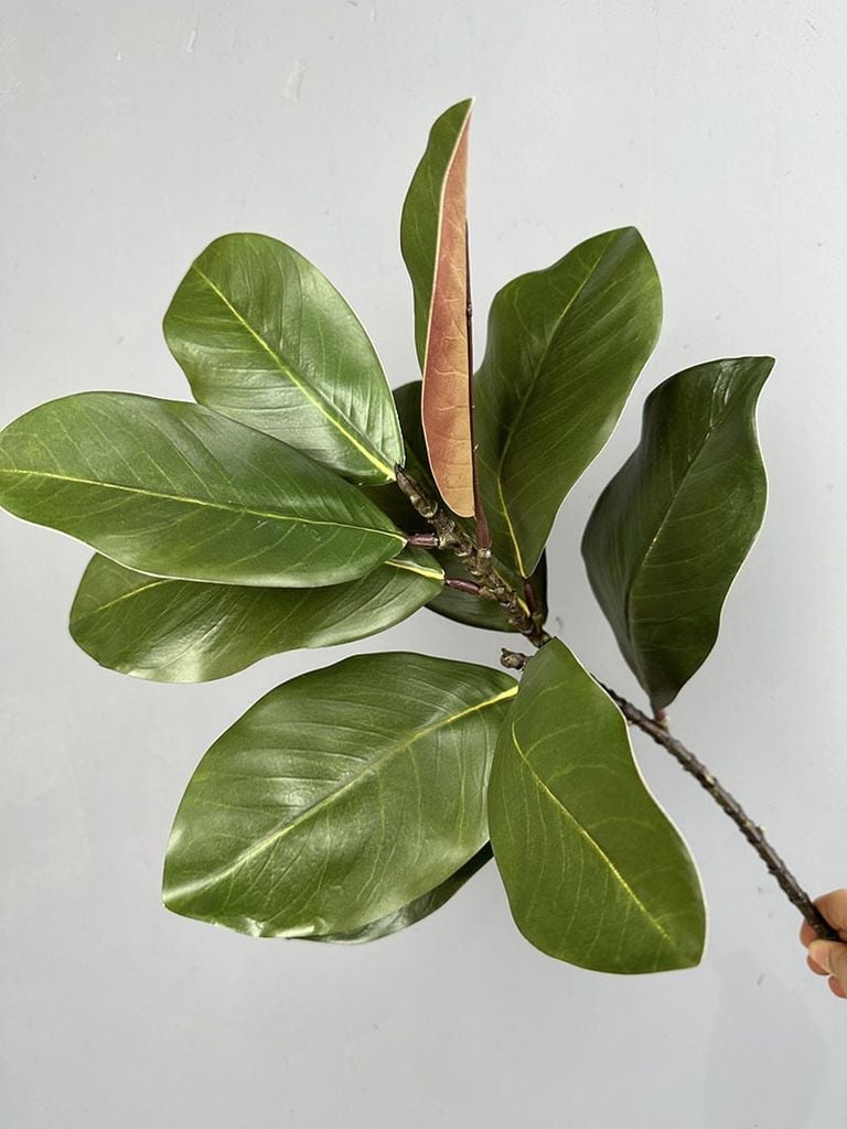 Cành Lá Mộc Lan Decor Không Gian