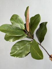 Cành Lá Mộc Lan Decor Không Gian