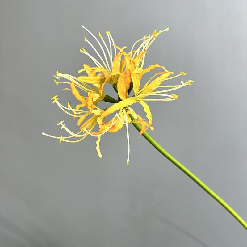 Hoa Lan Lụa Manzhushahua