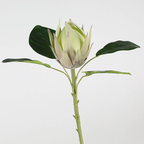 Cành Đơn Hoa Lan Đế Vương