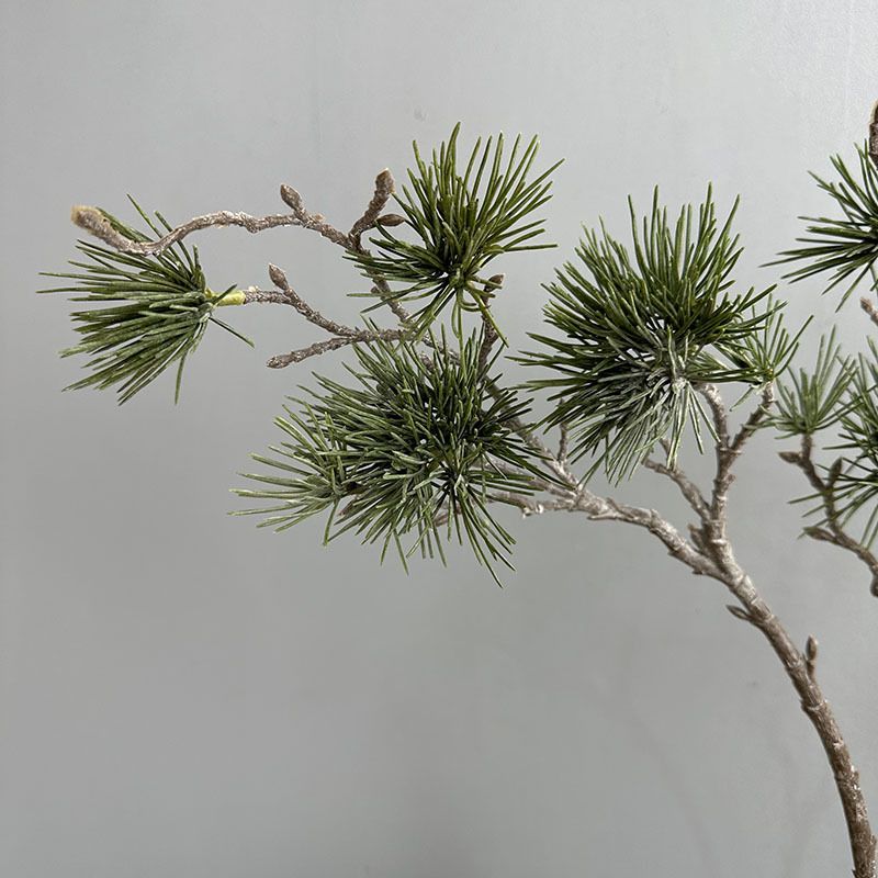 Cành Thông Bách Podocarpus