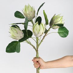 Cành Đơn Hoa Lan Đế Vương