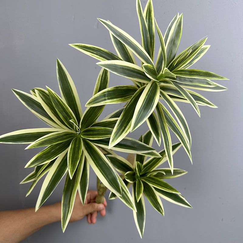 Cành Măng Tây Tre Keo Mềm Decor Hiện Đại