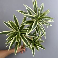 Cành Măng Tây Tre Keo Mềm Decor Hiện Đại