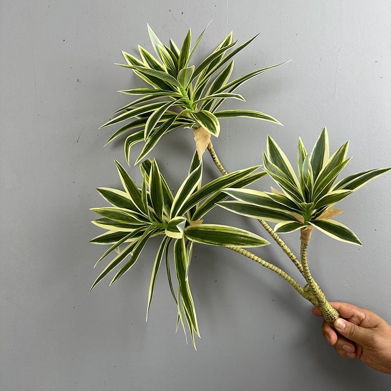 Cành Măng Tây Tre Keo Mềm Decor Hiện Đại