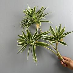 Cành Măng Tây Tre Keo Mềm Decor Hiện Đại