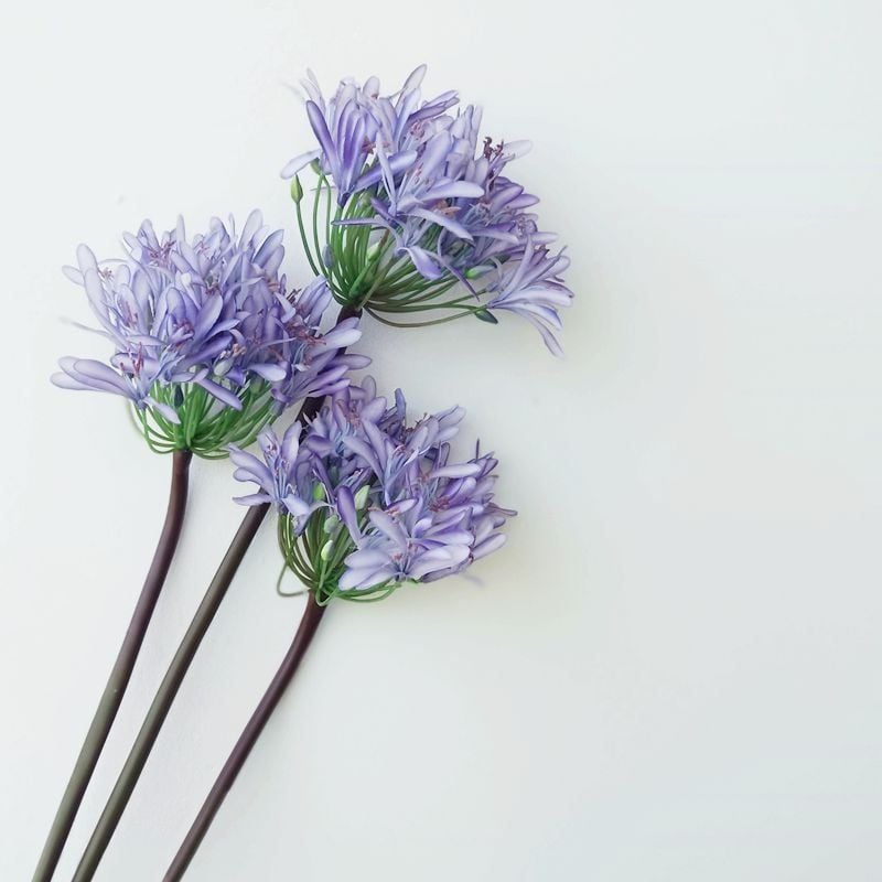 Hoa Lụa Giả Decor Mô Hình Hoa Súng Châu Phi Sang Trọng
