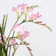 Hoa Giả Decor Hoa Lan Nam Phi Sang Trọng
