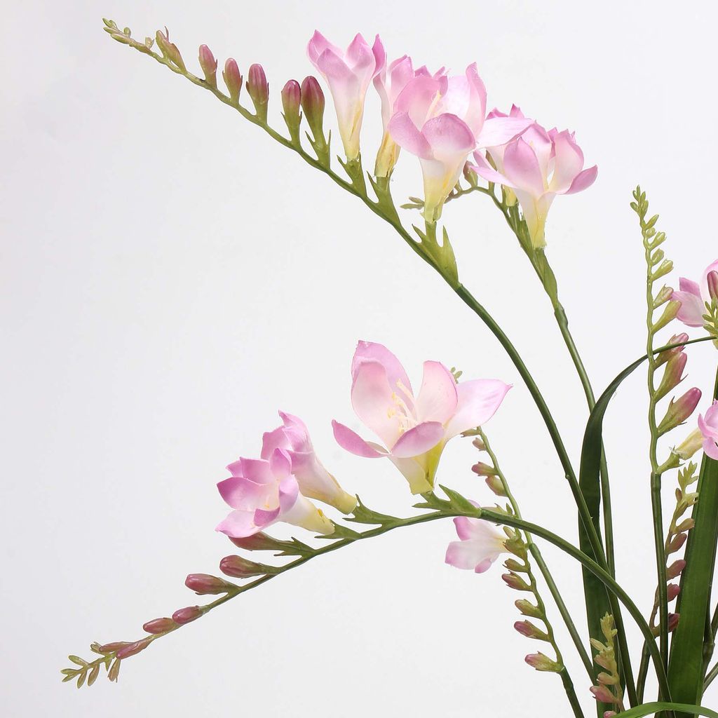 Hoa Giả Decor Hoa Lan Nam Phi Sang Trọng