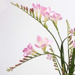 Hoa Giả Decor Hoa Lan Nam Phi Sang Trọng