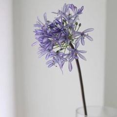 Hoa Lụa Giả Decor Mô Hình Hoa Súng Châu Phi Sang Trọng