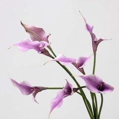 Hoa Giả Decor Hoa Lily EVA Calla Sang Trọng