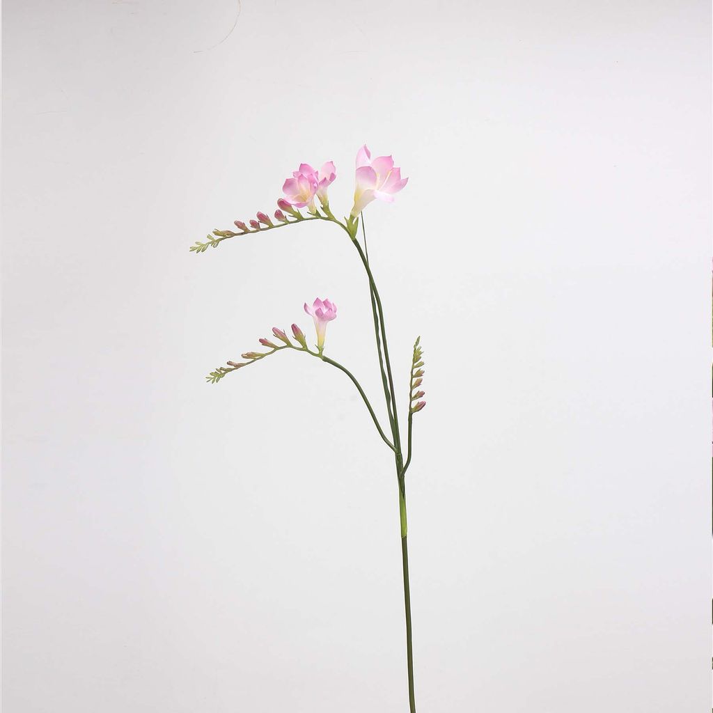Hoa Giả Decor Hoa Lan Nam Phi Sang Trọng