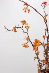 Hoa Giả Decor Quả Mọng Kiểu Dây Leo