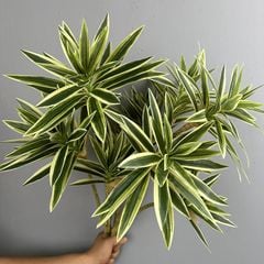 Cành Măng Tây Tre Keo Mềm Decor Hiện Đại