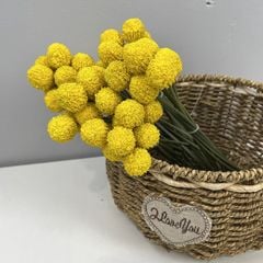Bó 9 Hoa Quả Cầu Tròn Bồ Công Anh Nhỏ