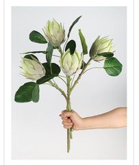 Cành Đơn Hoa Lan Đế Vương