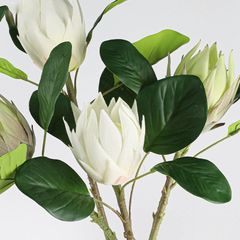 Cành Đơn Hoa Lan Đế Vương