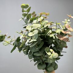 Cành Bạch Đàn Nhiều Cành Lá To