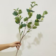 Nhành Bạch Đàn Núi Có Quả Decor