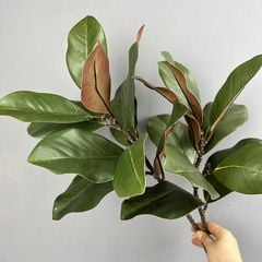 Cành Lá Mộc Lan Decor Không Gian