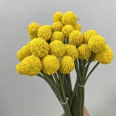 Bó 9 Hoa Quả Cầu Tròn Bồ Công Anh Nhỏ