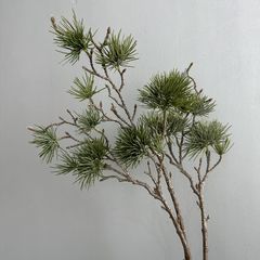 Cành Thông Bách Podocarpus