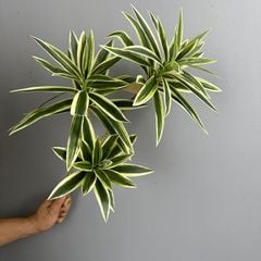 Cành Măng Tây Tre Keo Mềm Decor Hiện Đại