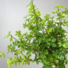 Lá Chuông Giả Phong Cách Nhật Trang Trí Nghệ Thuật