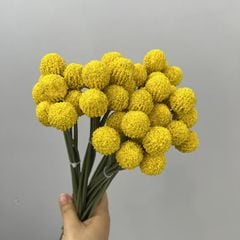 Bó 9 Hoa Quả Cầu Tròn Bồ Công Anh Nhỏ