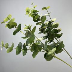 Cành Bạch Đàn Nhiều Cành Lá To