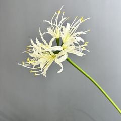 Hoa Lan Lụa Manzhushahua