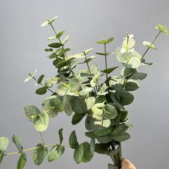 Cành Bạch Đàn Nhiều Cành Lá To