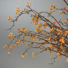Cây Hoàng Liên Gai Giả Dạng Hoa Khô Phong Cách Tối Giản