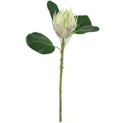 Cành Đơn Hoa Lan Đế Vương