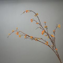 Cây Hoàng Liên Gai Giả Dạng Hoa Khô Phong Cách Tối Giản