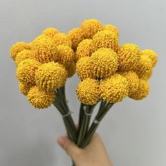 Bó 9 Hoa Quả Cầu Tròn Bồ Công Anh Nhỏ