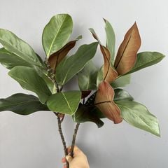 Cành Lá Mộc Lan Decor Không Gian