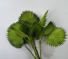 Combo 3 Lá Cọ Sậy Nhựa Decor