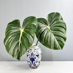 Lá Cây Trầu Bà Monter Leaf Lớn Nhựa Mềm