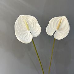Cành Hoa Hồng Môn Anthurium