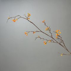 Cây Hoàng Liên Gai Giả Dạng Hoa Khô Phong Cách Tối Giản