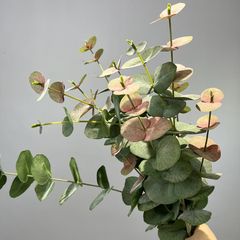 Cành Bạch Đàn Nhiều Cành Lá To