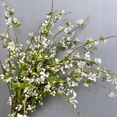 Hoa Tuyết Liễu Trắng Trang Trí Không Gian Nhẹ Nhàng