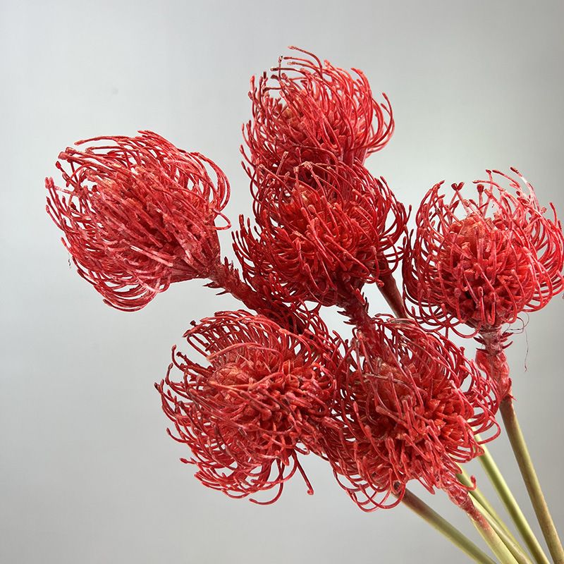Hoa Leucospermum Hoa Giả Decor