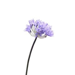 Hoa Lụa Giả Decor Mô Hình Hoa Súng Châu Phi Sang Trọng