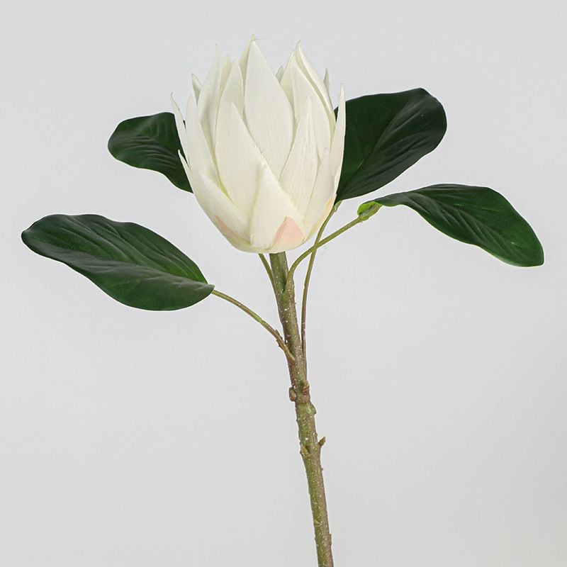 Cành Đơn Hoa Lan Đế Vương