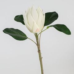 Cành Đơn Hoa Lan Đế Vương