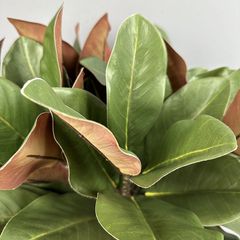 Cành Lá Mộc Lan Decor Không Gian