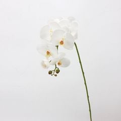 Hoa Lan Nữ Hoàng Phalaenopsis 7 Cành